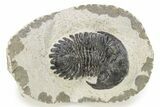 Bargain, Hollardops Trilobite - Ofaten, Morocco #254495-3